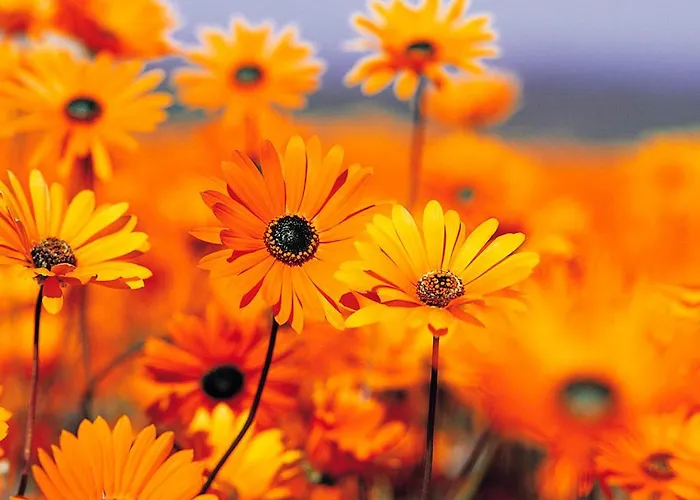 Ferien Weingut Pauly 3* Mesenich